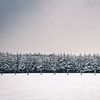 Winterlandschaft mit schneebedeckten Kiefern im Hohen Venn von Daan Duvillier | Dsquared Photography