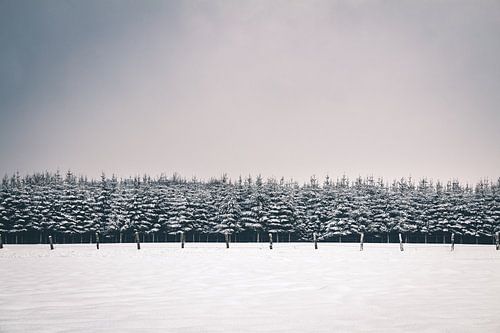 Paysage d'hiver avec des pins couverts de neige dans les Hautes Fagnes