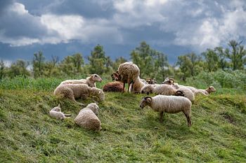 Troupeau de moutons au pâturage dans les Merwelanden.