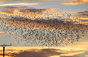 Migration des oiseaux dans le ciel du soir sur Heike Hultsch