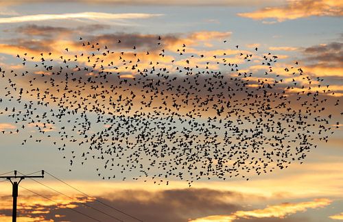 Bird migration in the evening sky