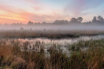 Kleiner Hasselsven im Nebel