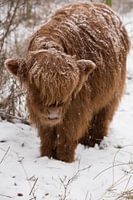 Scottish Highlander in the snow
