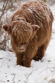 Scottish Highlander in the snow by Joyce Beukenex