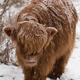 Schotse Hooglander in de sneeuw van Joyce Beukenex