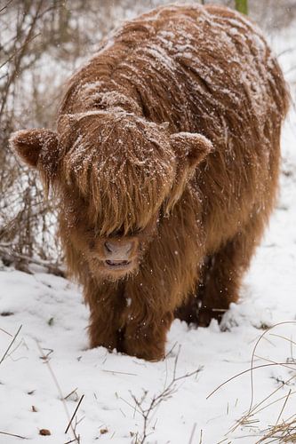 Schotse Hooglander in de sneeuw