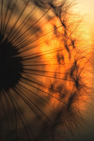 Zonsondergang, Ricky Siegers van 1x