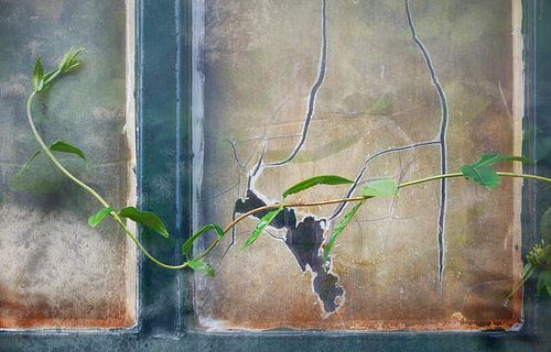 Die Kraft der Natur von Jeannet Zwols  Fotografie