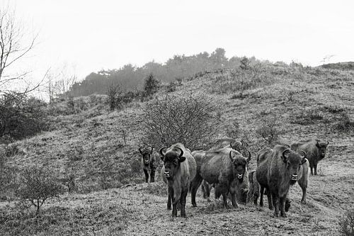 Wisenten in duinen op het Kraansvlak van Zuid Kennemerland
