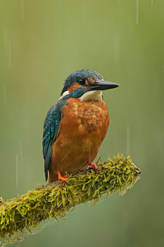 Eisvogel – Vorderansicht