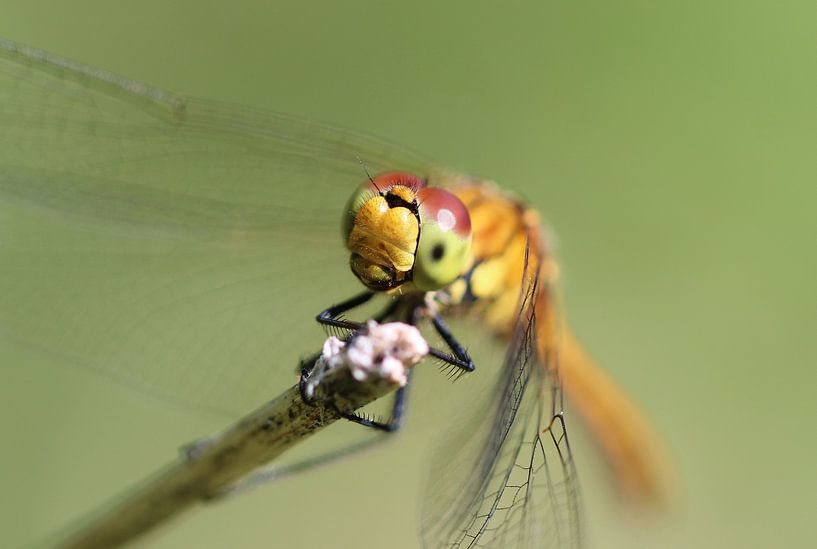 Agrion de mercure par Matthias Brix