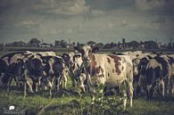 Cows in the meadow by Pix-Art By Naomi.k thumbnail