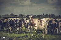 Cows in the meadow