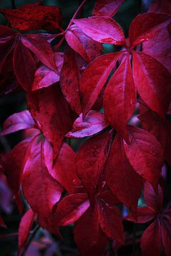 Donkerrode kruipplanten in de herfst van Imladris Images