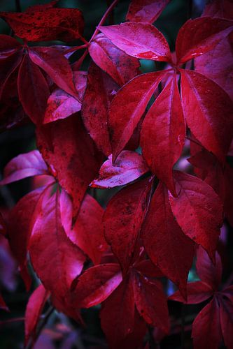 Dark Red Creeper Leaves in Autumn