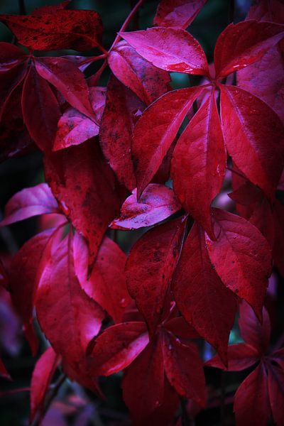 Donkerrode kruipplanten in de herfst van Imladris Images