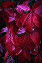 Donkerrode kruipplanten in de herfst van Imladris Images thumbnail