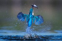 IJsvogel - In een flits
