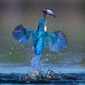 Kingfisher - In a flash by Kingfisher.photo - Corné van Oosterhout