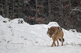einsamer Wolf im Schnee von Linda Manzaneque