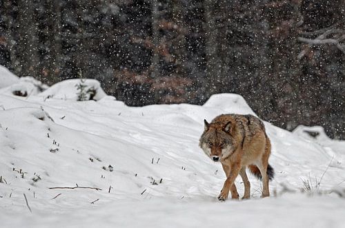 loup solitaire dans la neige