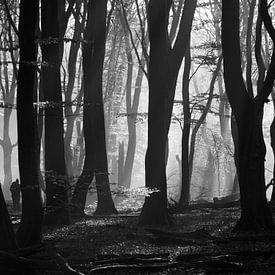 Speulderbos by Tonny Swinkels