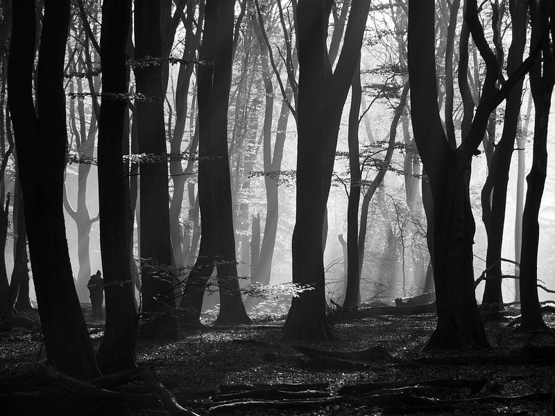 Speulderbos von Tonny Swinkels
