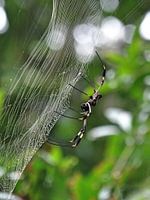 Spin Costa Rica
