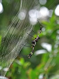 Spider Costa-Rica by Globe Trotter