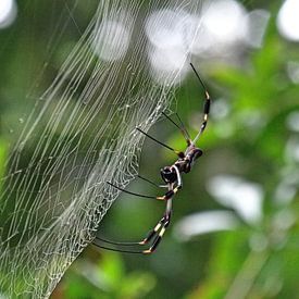 Spider Costa-Rica by Globe Trotter