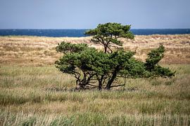 Darßer Ort - la langue de terre la plus au nord de la péninsule de Darß sur t.ART