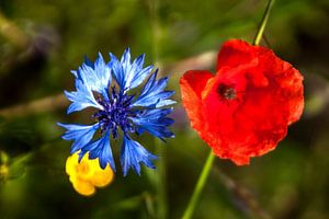 Blumen am Wegesrand
