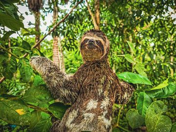 Happy Sloth von Daniel Kling