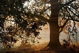 Ein goldener Morgen unter der alten Eiche von Wouter van der Pluym