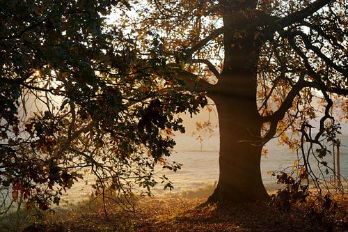 A golden morning beneath the old oak tree