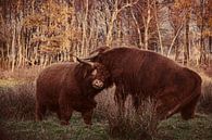 Fighting Bulls van Meint Brookman thumbnail