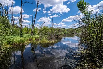 Primeval forest in the valley of the river Flies