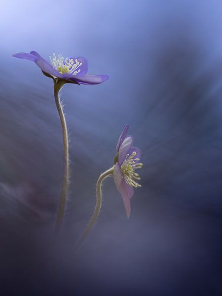 Blau von Petra Dvorak