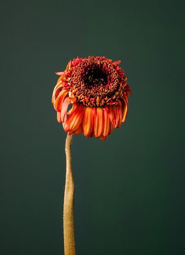 Fiore Appassitu - groen