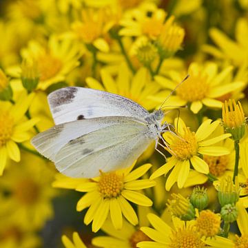 Vlinder witje tussen gele bloemen (vierkant) van SchoutenFoto