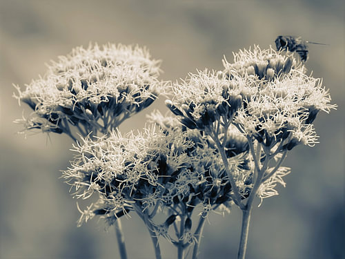 Doldenblüten in Monochrom