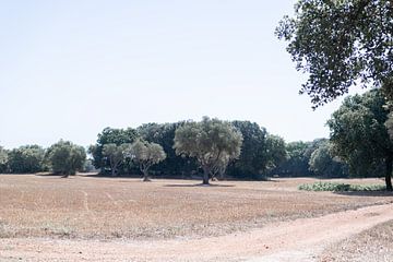 Leeg maïsveld in Puglia van DsDuppenPhotography