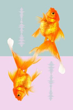 Long-tailed goldfish