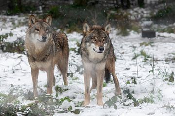 duo of wolves