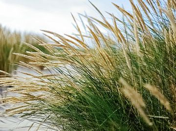 Schiermonnikoog - L'ammophile en fleur sur Daniël Nelck