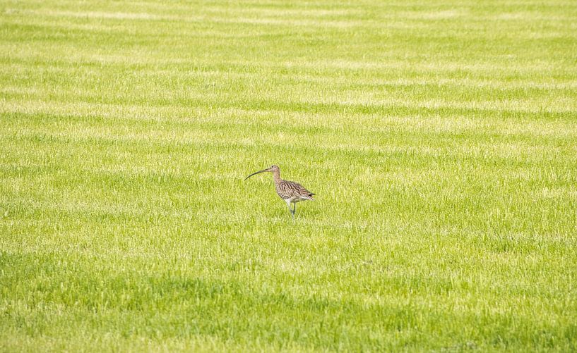 Een wulp met z'n kenmerkende kromme snavel  (bestel max 120) van Natuurpracht   Kees Doornenbal