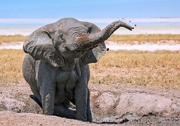 Olifant neemt een modderbad in Namibië van W. Woyke