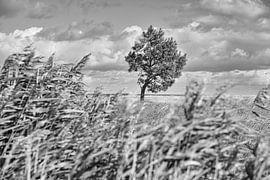 Landschapsopname over de duinen in de herfst met een eenzame boom van Martin Köbsch