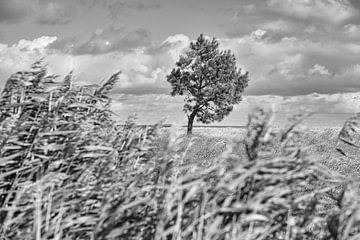 Landscape shot over the dunes in autumn with a solitary tree by Martin Köbsch