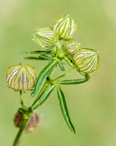 Zaaddoosjes van uitgebloeide bloemen